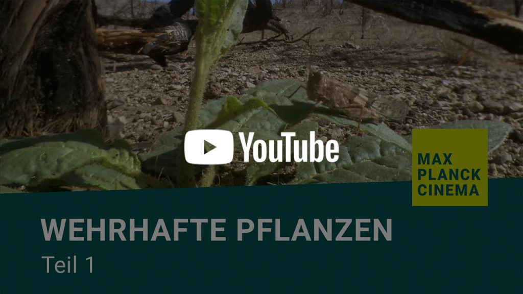 Wehrhafte Pflanzen, Teil 1 | Max-Planck-Cinema
