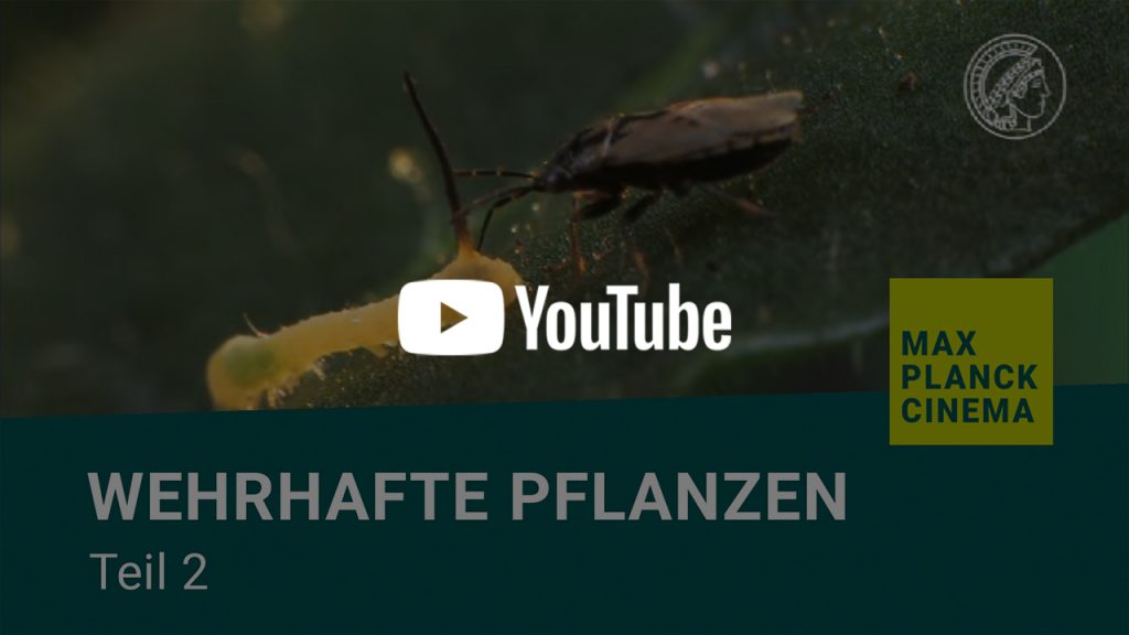 Wehrhafte Pflanzen, Teil 2 | Max-Planck-Cinema