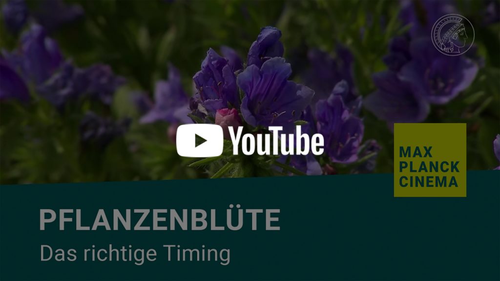 Pflanzenblüte - das richtige Timing | Max-Planck-Cinema