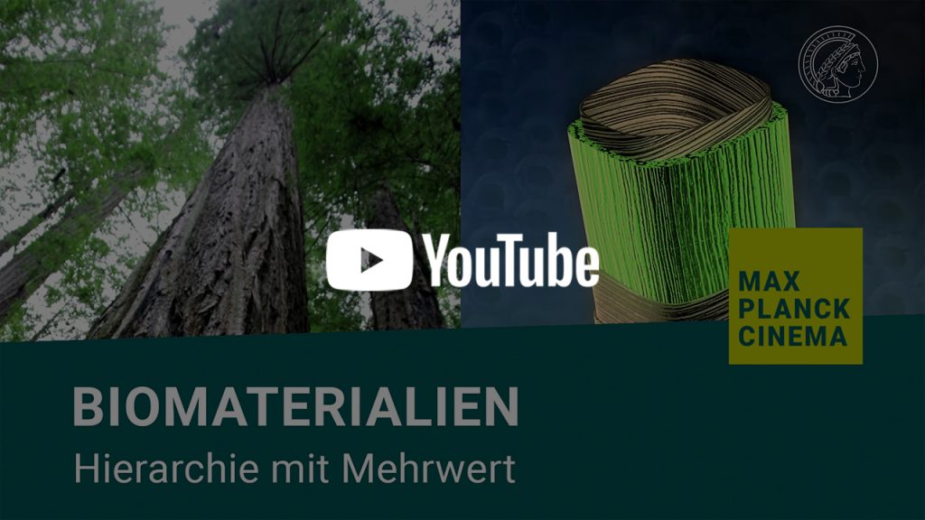 Biomaterialien - Hierarchie mit Mehrwert | Max-Planck-Cinema