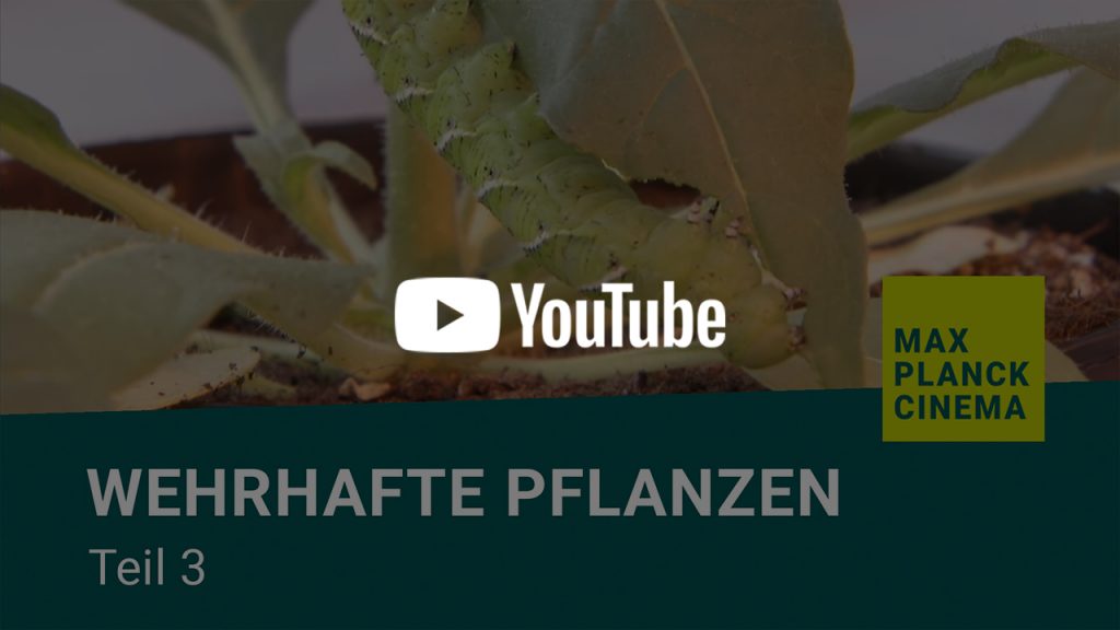Wehrhafte Pflanzen, Teil 3 | Max-Planck-Cinema