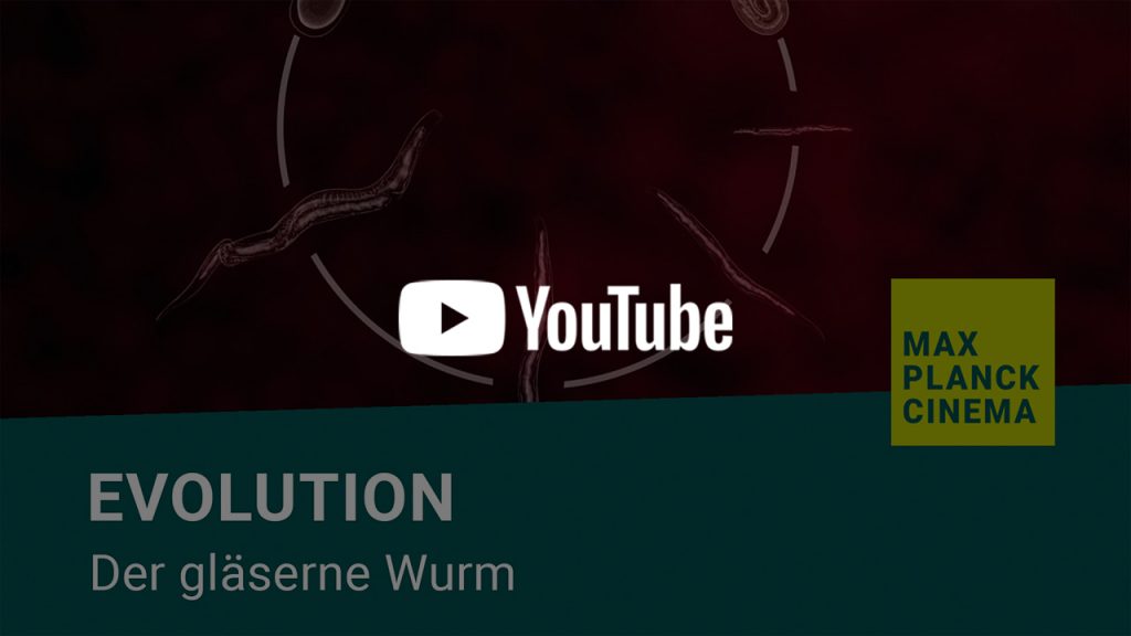 Evolution - der gläserne Wurm | Max-Planck-Cinema
