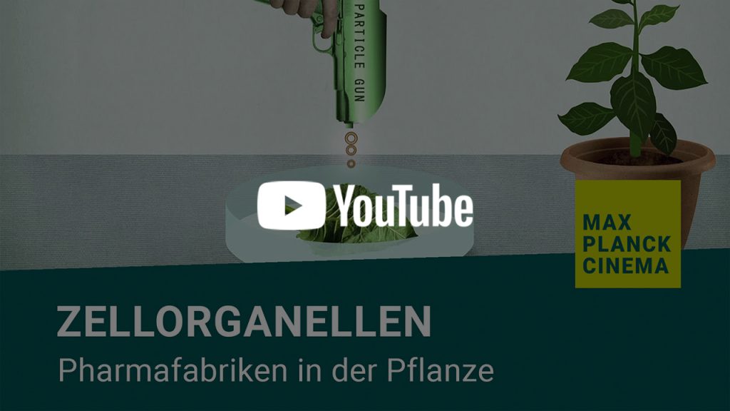 Zellorganellen - Pharmafabriken in der Pflanze | Max-Planck-Cinema