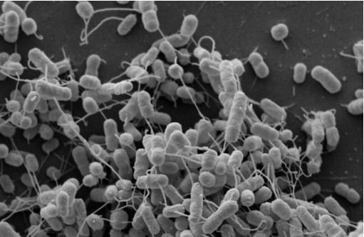 Bakterien: Arbeitsteilung in der Kolonie | Podcast